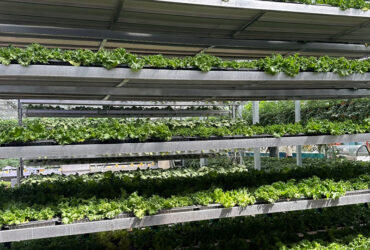 Vertical Hydroponic greenhouse is equipped with intelligent circulating liquid supply and layered