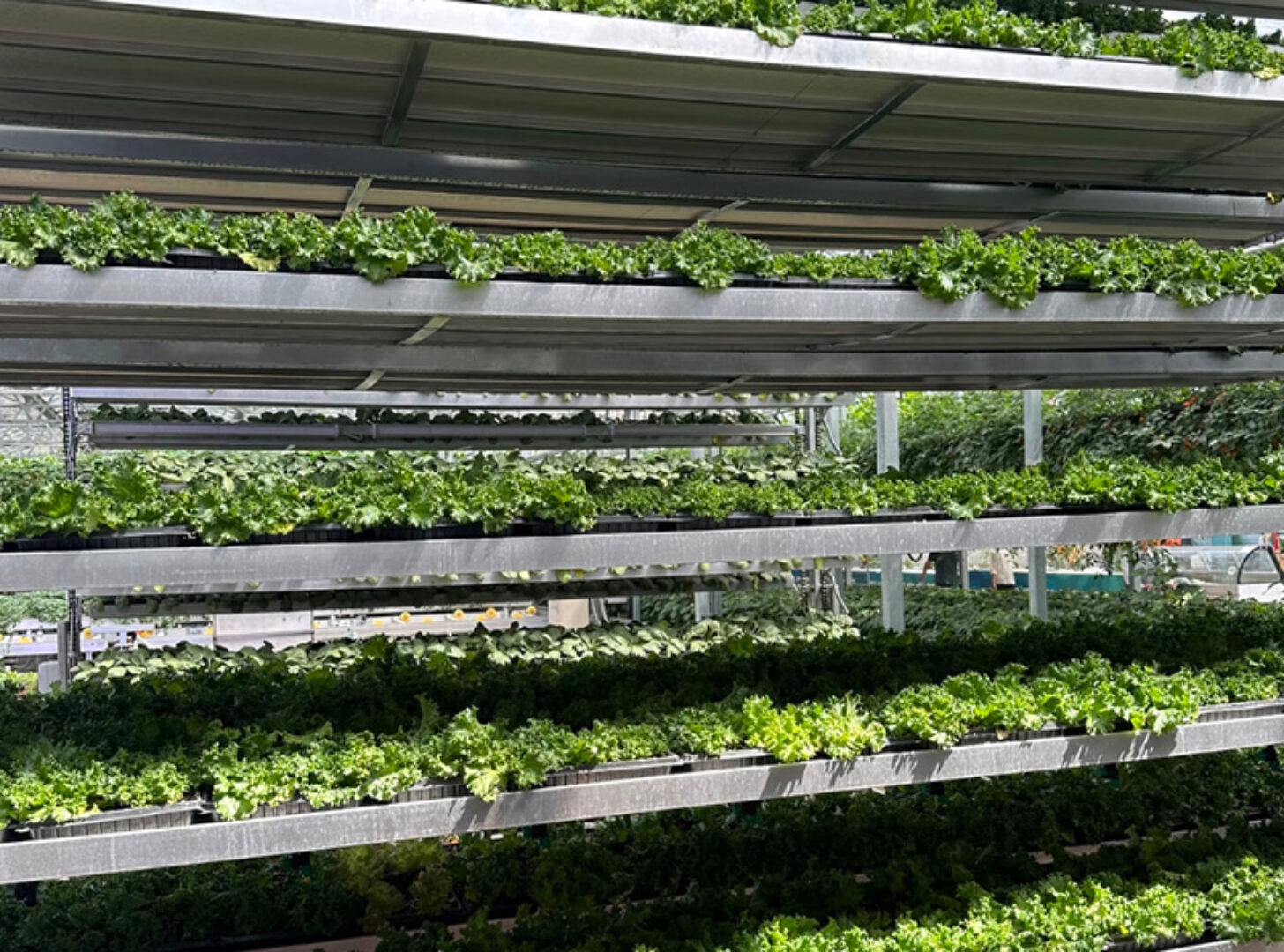 Vertical Hydroponic greenhouse is equipped with intelligent circulating liquid supply and layered