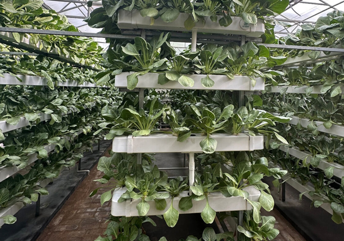 Vertical Hydroponic greenhouse is equipped with intelligent circulating liquid supply and layered