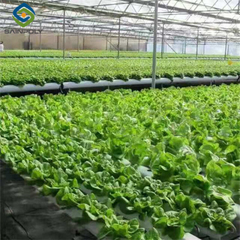 Vertical Lettuce Greenhouse PC Sheet Greenhouse With Hydroponic System