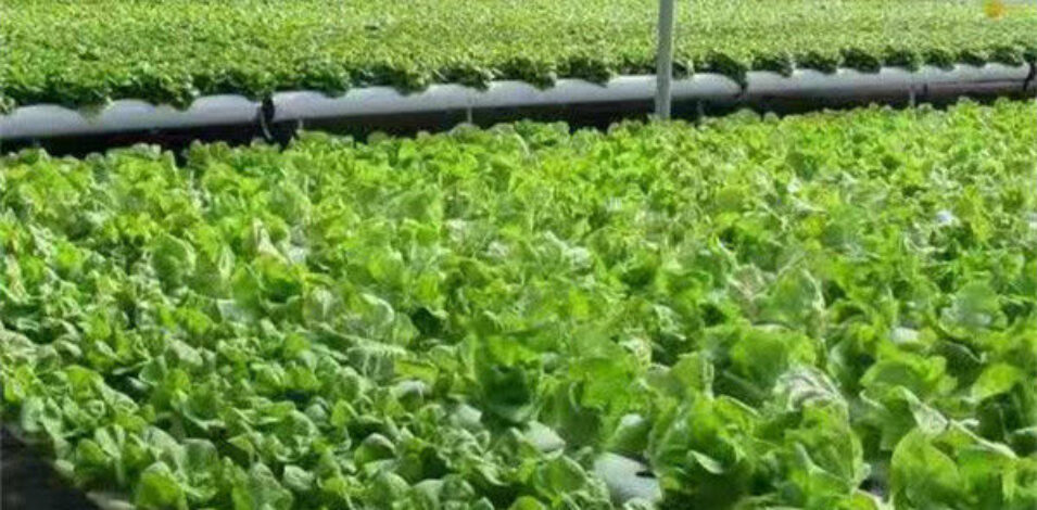 Vertical Lettuce Greenhouse PC Sheet Greenhouse With Hydroponic System