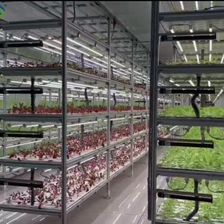 Vertical Lettuce Greenhouse PC Sheet Greenhouse With Hydroponic System