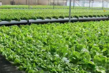 Vertical Lettuce Greenhouse PC Sheet Greenhouse With Hydroponic System