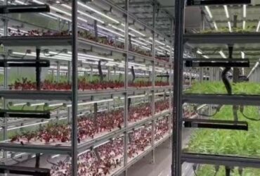 Vertical Lettuce Greenhouse PC Sheet Greenhouse With Hydroponic System