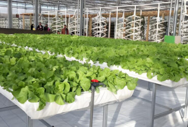 Vertical Lettuce Greenhouse PC Sheet Greenhouse With Hydroponic System