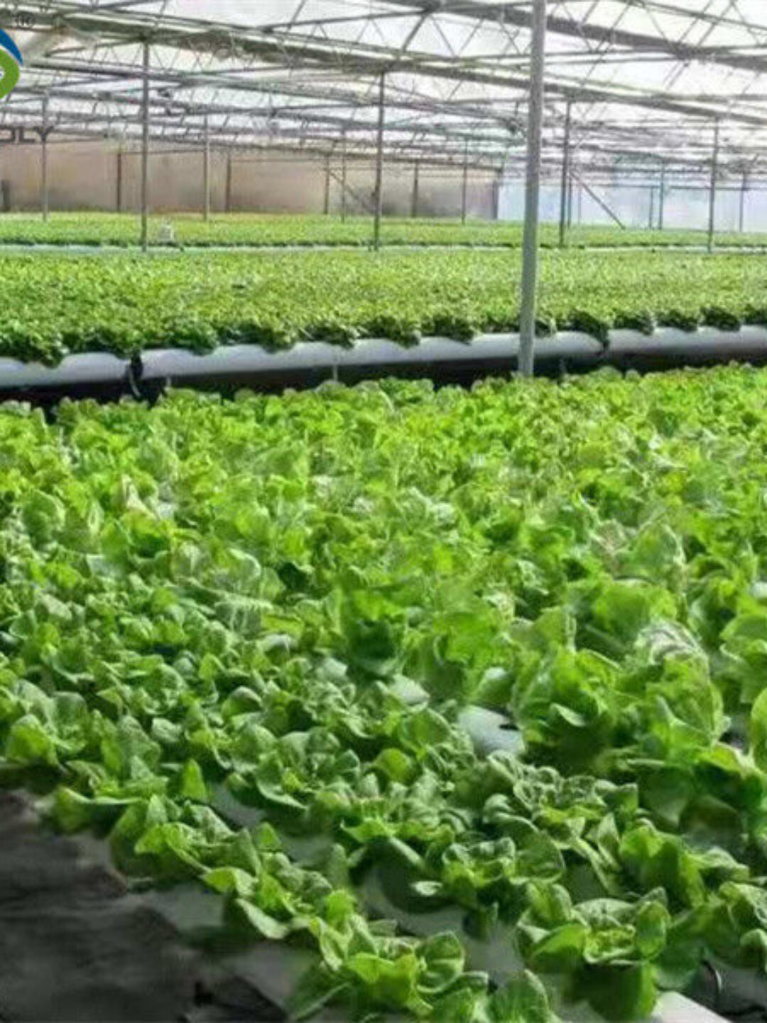 Vertical Lettuce Greenhouse PC Sheet Greenhouse With Hydroponic System