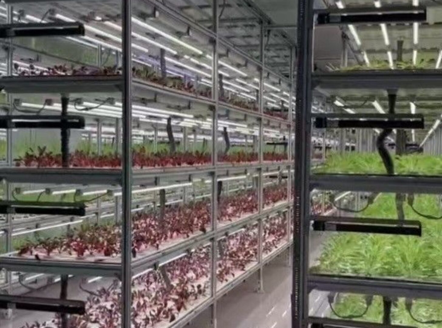 Vertical Lettuce Greenhouse PC Sheet Greenhouse With Hydroponic System