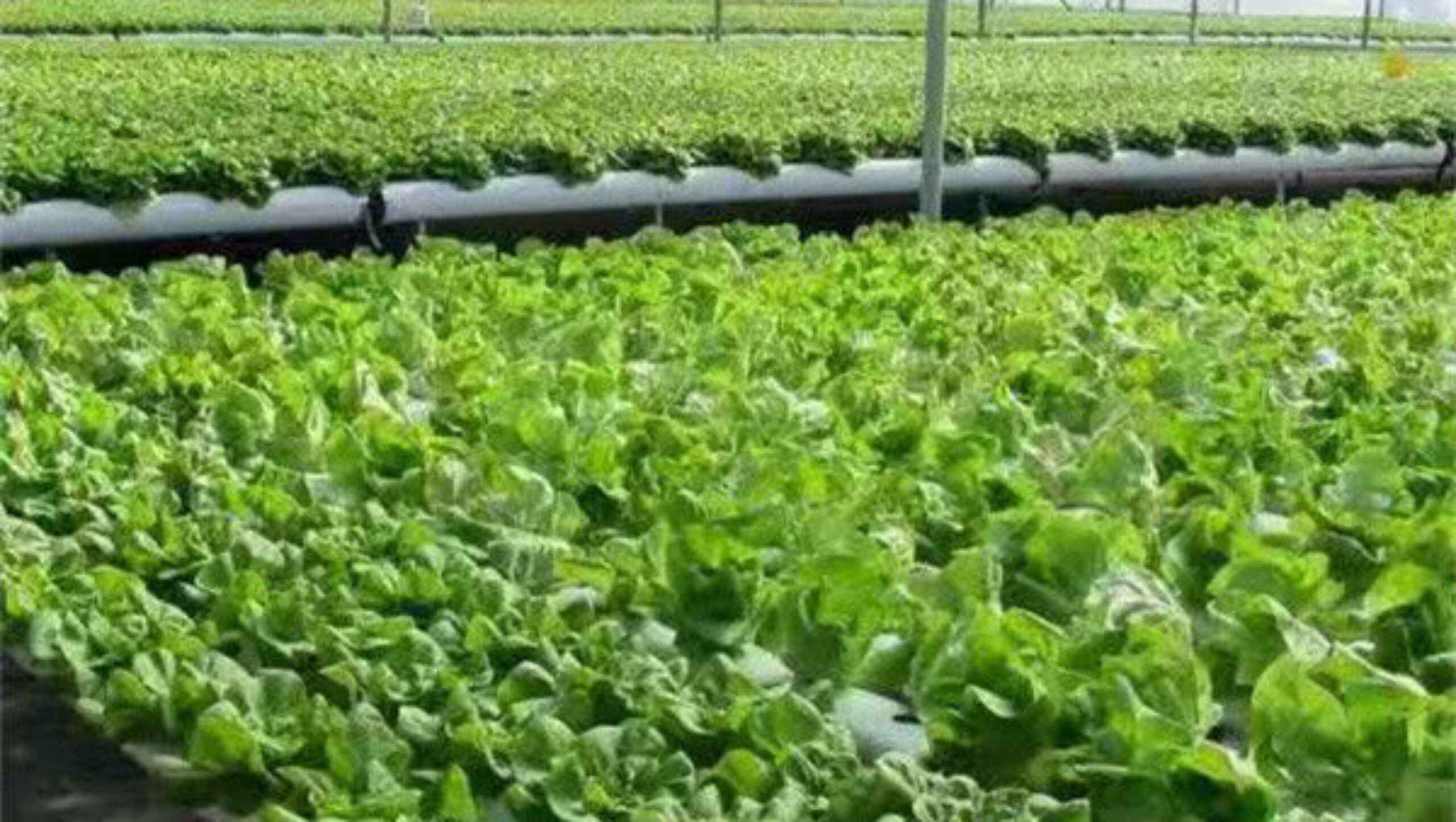 Vertical Lettuce Greenhouse PC Sheet Greenhouse With Hydroponic System