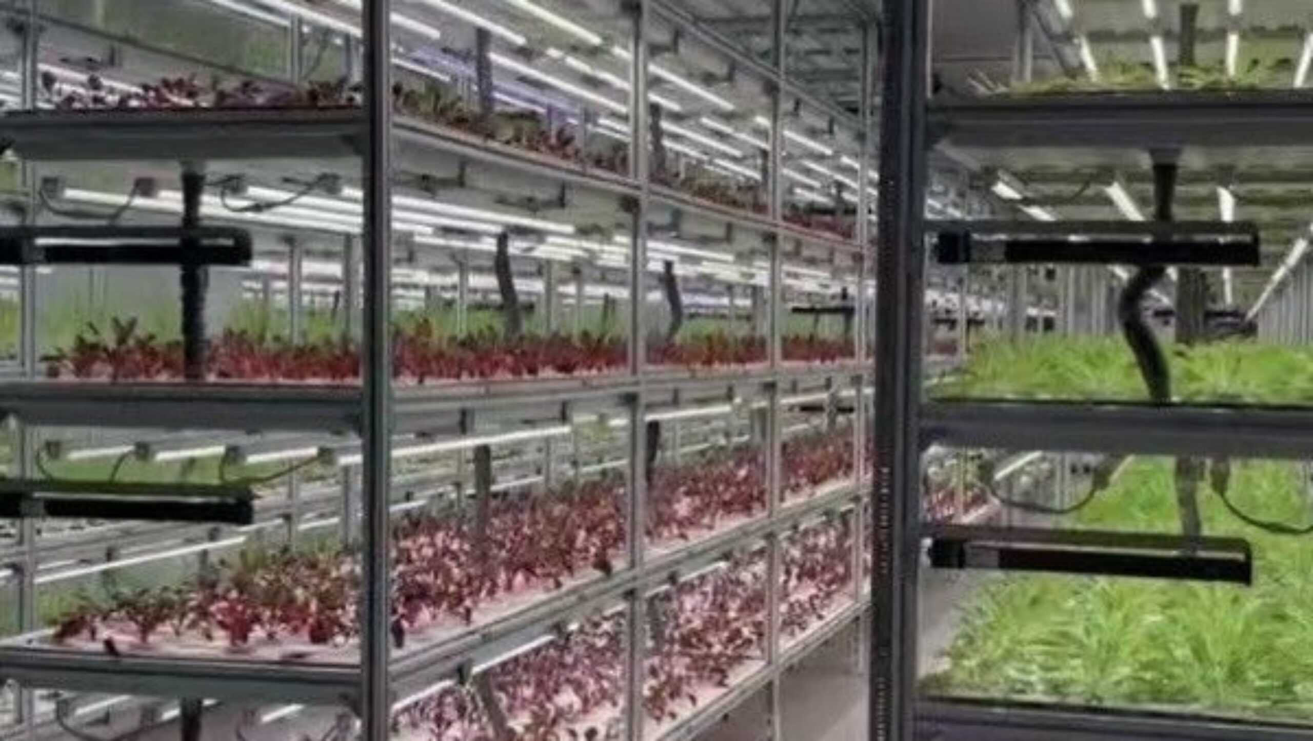 Vertical Lettuce Greenhouse PC Sheet Greenhouse With Hydroponic System