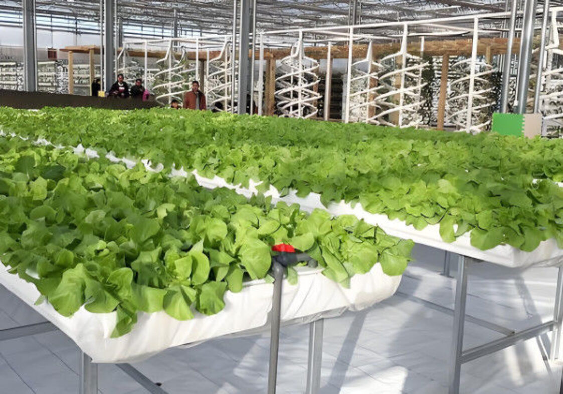 Vertical Lettuce Greenhouse PC Sheet Greenhouse With Hydroponic System