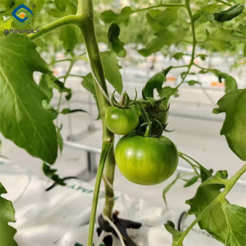 Waterproof Indoor Tomato Greenhouse Business For Sale With Hydroponic System Assembly Required Greenhouse
