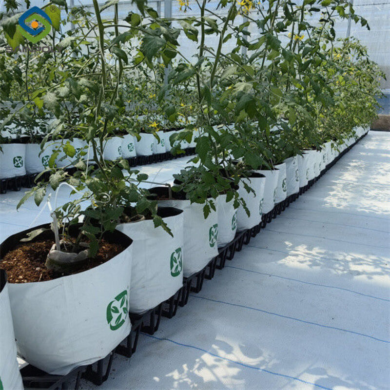 Waterproof Indoor Tomato Greenhouse Business For Sale With Hydroponic System Assembly Required Greenhouse