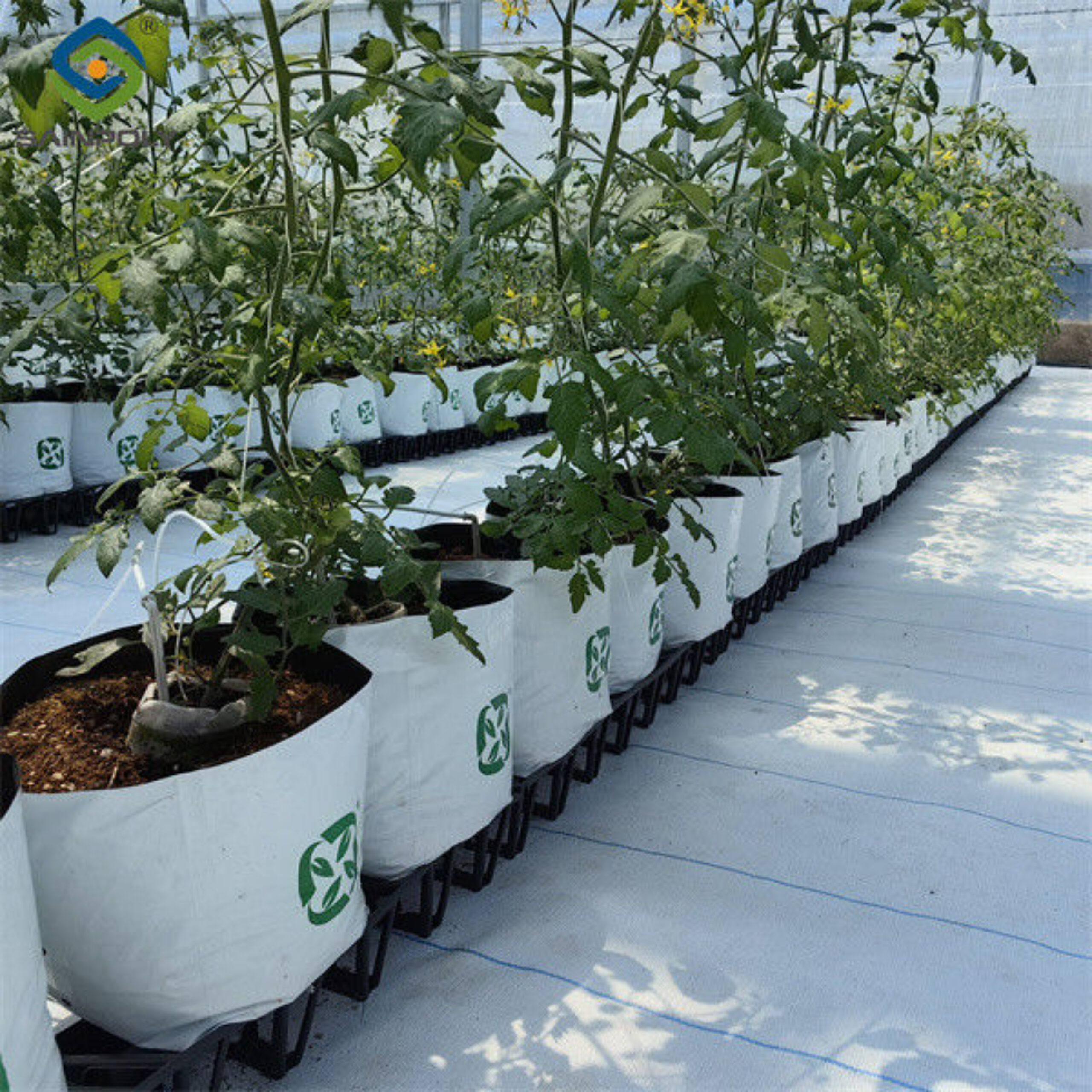 Waterproof Indoor Tomato Greenhouse Business For Sale With Hydroponic System Assembly Required Greenhouse