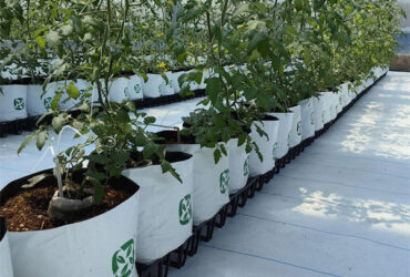 Waterproof Indoor Tomato Greenhouse Business For Sale With Hydroponic System Assembly Required Greenhouse