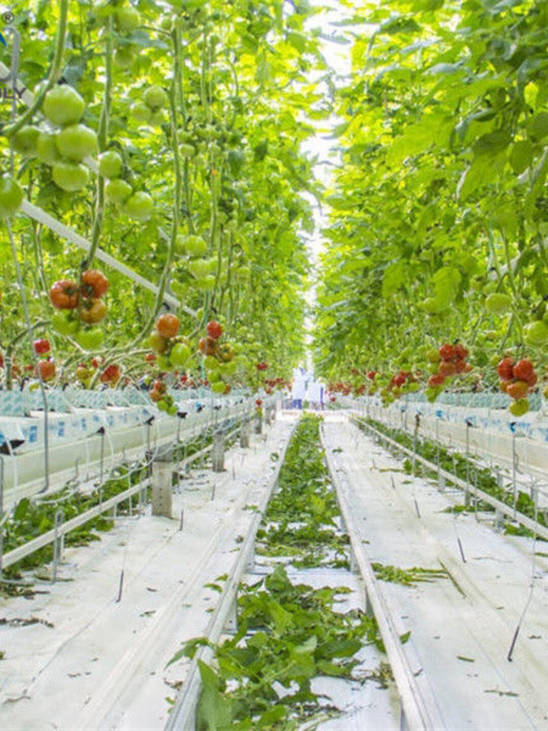 Waterproof Indoor Tomato Greenhouse Business For Sale With Hydroponic System Assembly Required Greenhouse