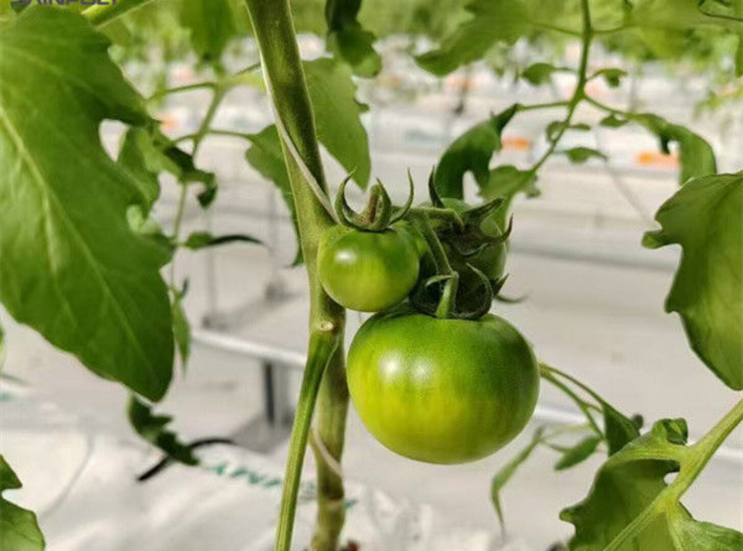 Waterproof Indoor Tomato Greenhouse Business For Sale With Hydroponic System Assembly Required Greenhouse