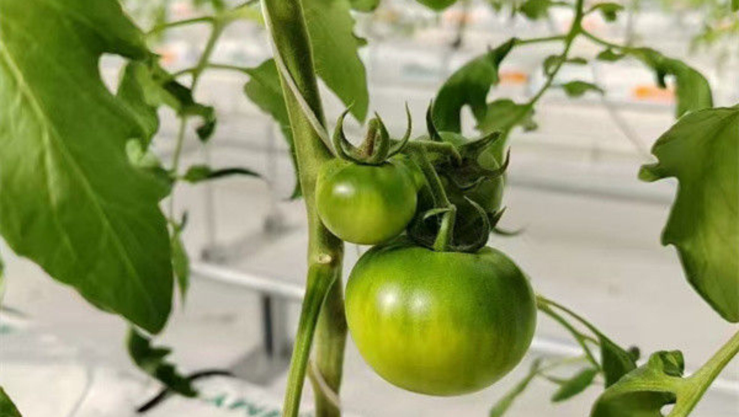Waterproof Indoor Tomato Greenhouse Business For Sale With Hydroponic System Assembly Required Greenhouse