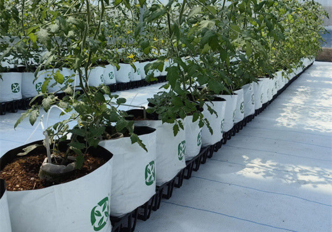 Waterproof Indoor Tomato Greenhouse Business For Sale With Hydroponic System Assembly Required Greenhouse