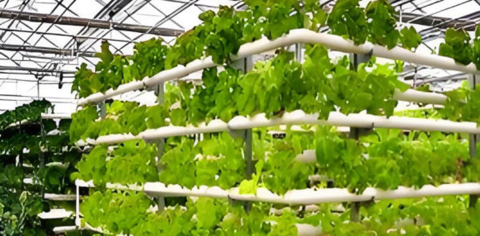 Weather Resistance Hydroponic System Greenhouse Multispan For Planting