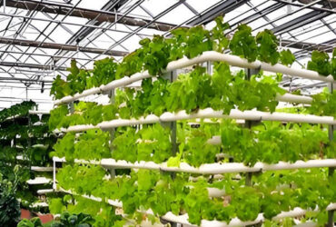 Weather Resistance Hydroponic System Greenhouse Multispan For Planting