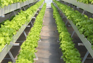 Weather Resistance Hydroponic System Greenhouse Multispan For Planting