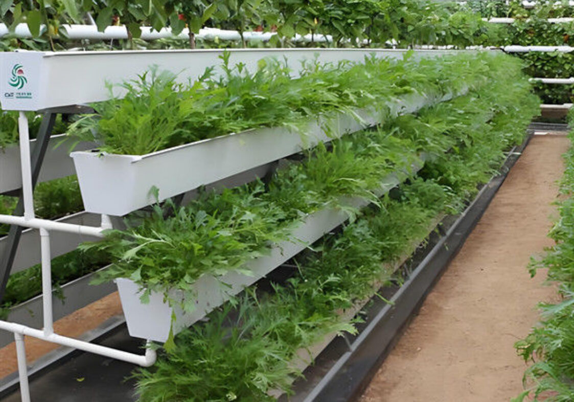 Weather Resistance Hydroponic System Greenhouse Multispan For Planting