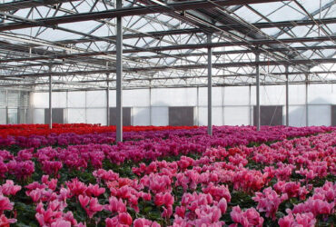 Weather Resistance Venlo Type Greenhouse With Hot Galvanized Steel Structure
