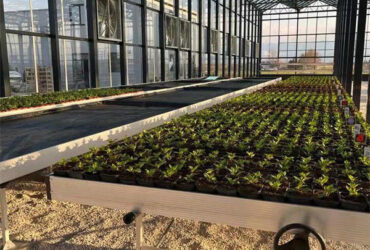 Weather Resistance Venlo Type Greenhouse With Hot Galvanized Steel Structure