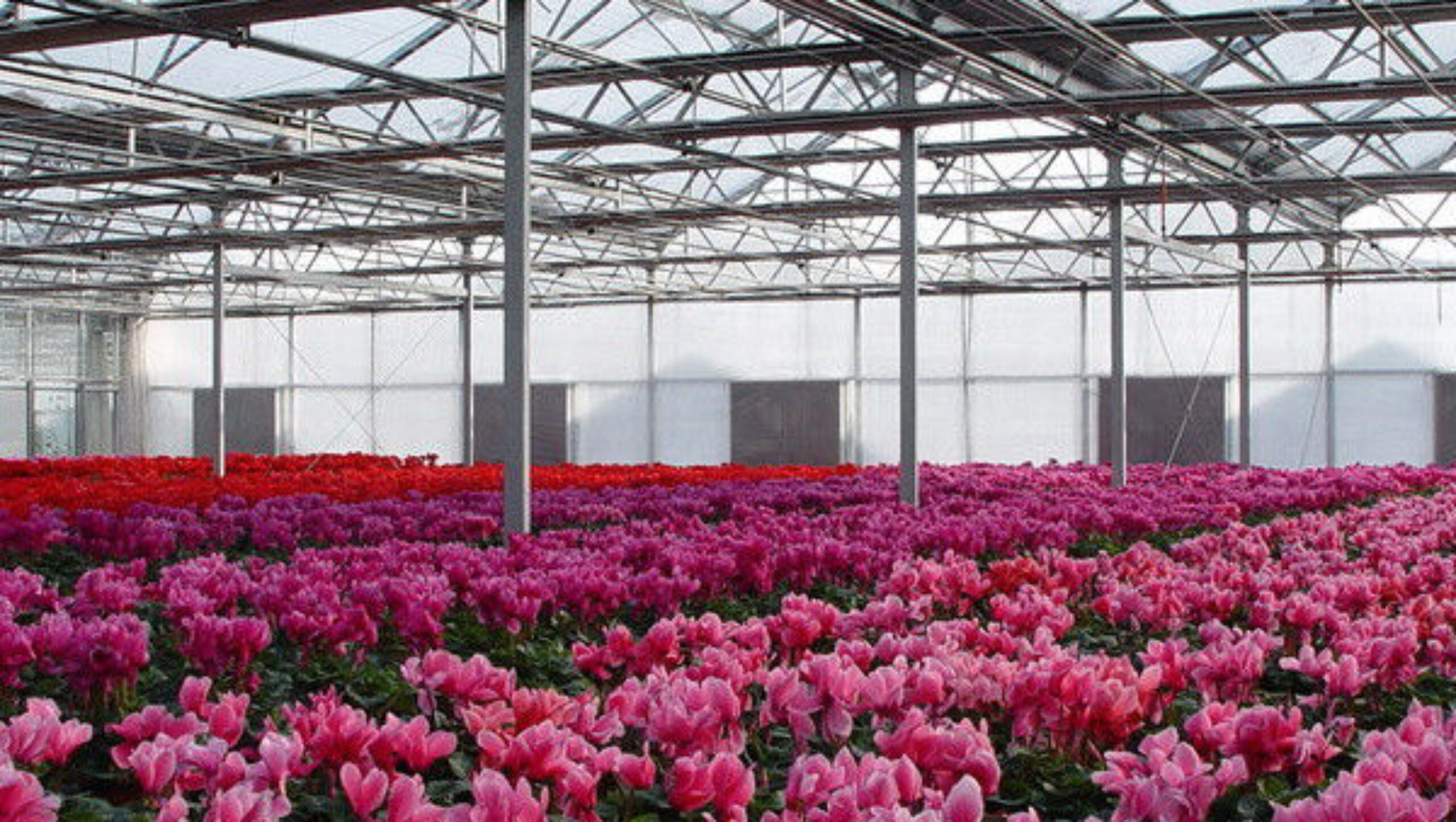 Weather Resistance Venlo Type Greenhouse With Hot Galvanized Steel Structure