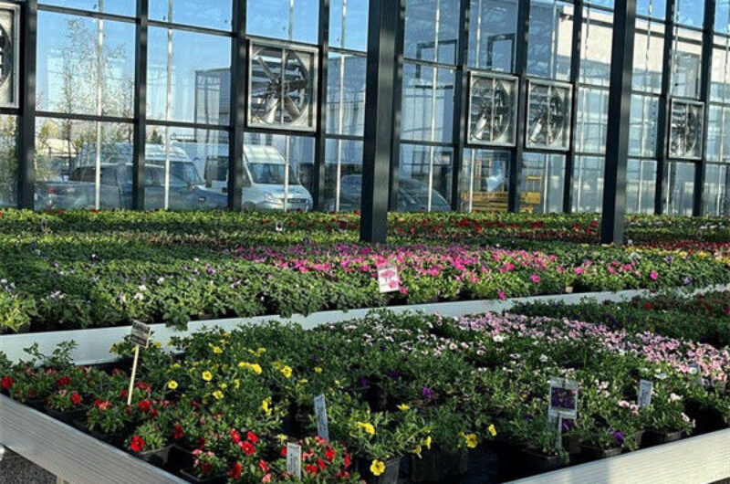 Weather Resistance Venlo Type Greenhouse With Hot Galvanized Steel Structure