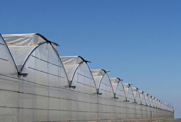 (Year-round Factory Cultivation of Leafy Vegetables) Pointed Roof Ventilation Commercial Gothic