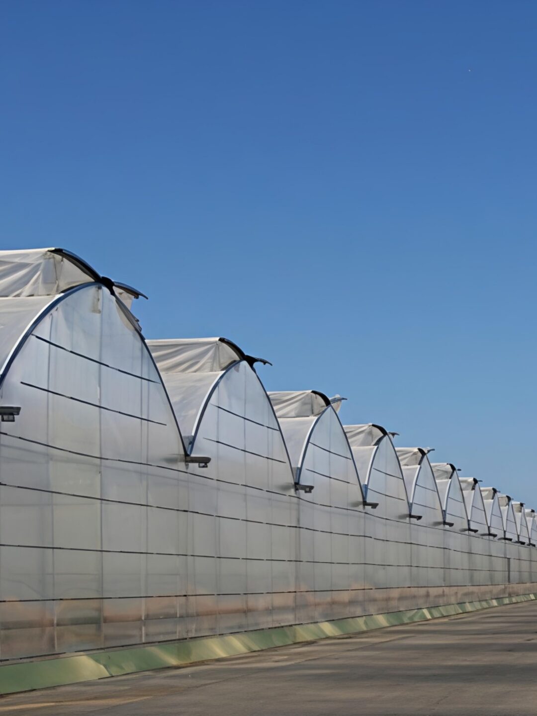 (Year-round Factory Cultivation of Leafy Vegetables) Pointed Roof Ventilation Commercial Gothic