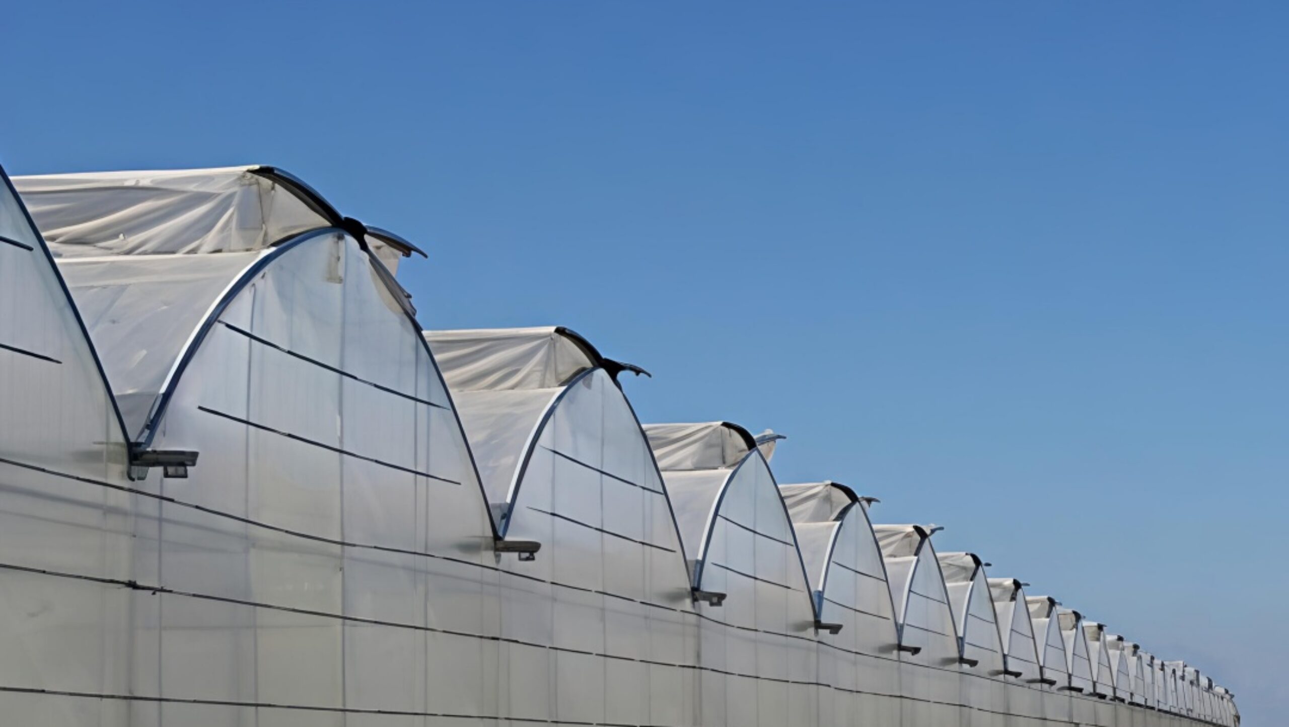 (Year-round Factory Cultivation of Leafy Vegetables) Pointed Roof Ventilation Commercial Gothic