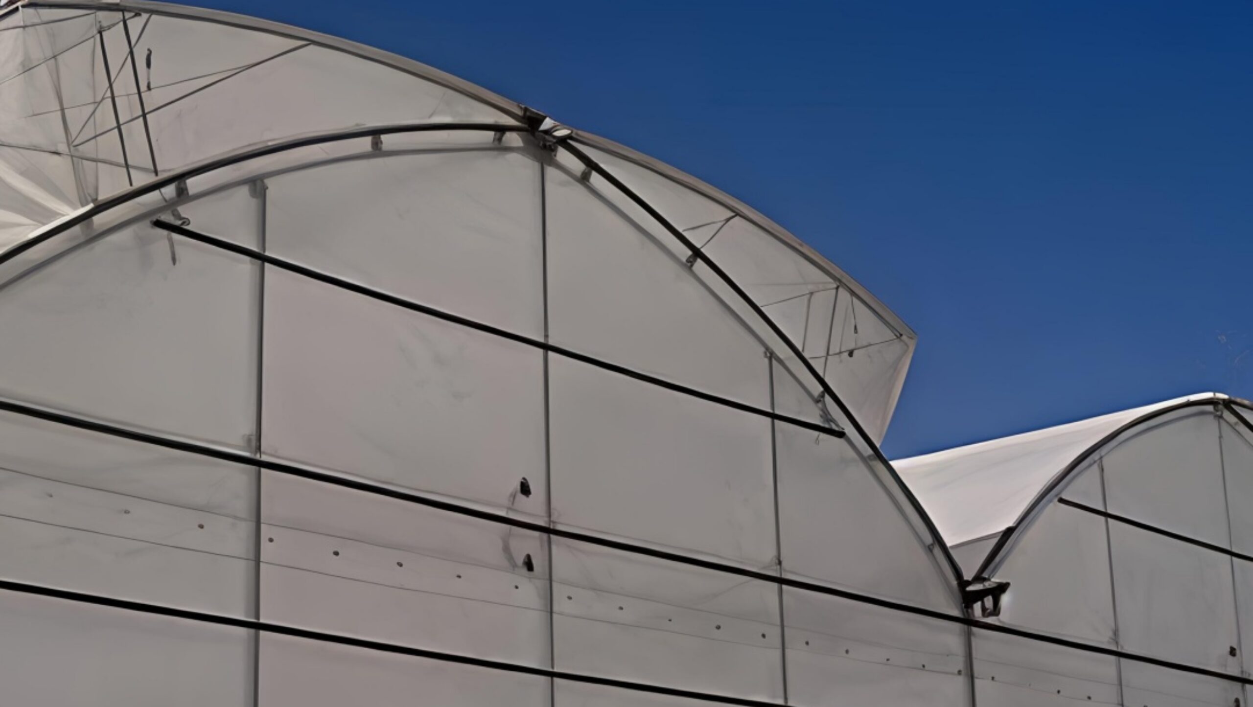 (Year-round Factory Cultivation of Leafy Vegetables) Pointed Roof Ventilation Commercial Gothic