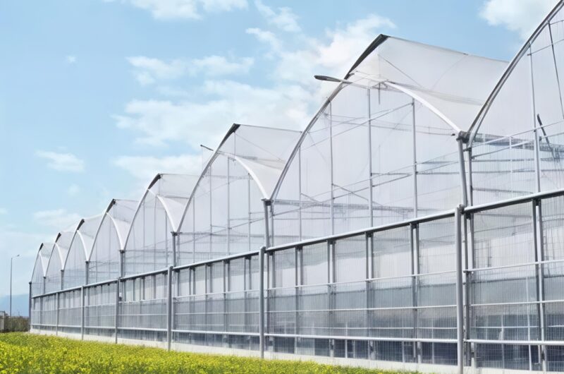 (Year-round Factory Cultivation of Leafy Vegetables) Pointed Roof Ventilation Commercial Gothic